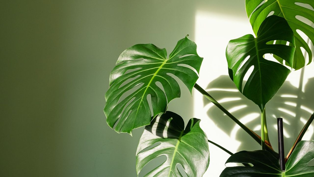 Plantes